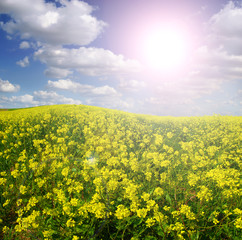 Soybean Field