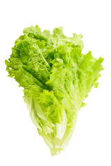 lettuce leaves isolated