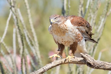 A Red Tail Hawk in the Arizona desert.