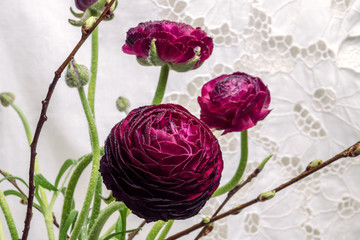 dark red Persian Buttercup