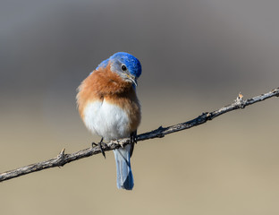 Eastern Bluebird Portrait