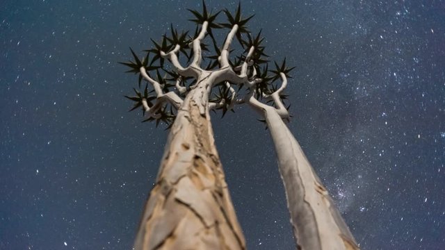 Linear, pan and tilt timelapse shot from a low angle shooting up towards a young moonlit quiver tree at night with the Milky Way rising into the shot available on request.