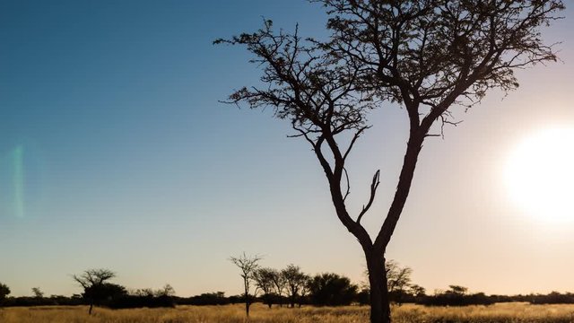 A slow linear sunset timelapse of an abstract silhouetted Acacia tree in a typical Kalahari landscape setting with tall grass blowing in the wind while the sun is setting against a blue and blown out sky