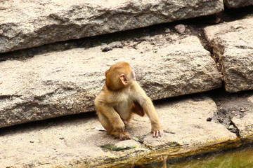 Affe
