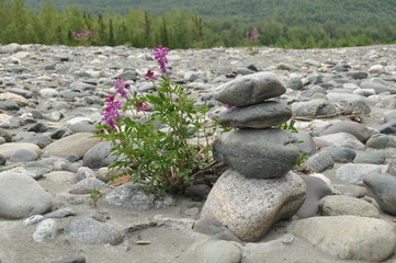 Flowers and Rocks
