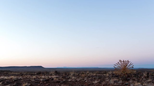 A static timelapse of a Gifbol/Bushman Poison Plant before sunrise with soft early morning light as it gets brighter, Karoo, South Africa