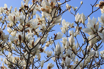 白木蓮の花と青空