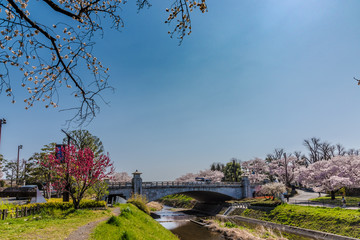 Fototapeta na wymiar 南浅川橋と桜