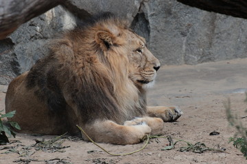 Löwe/ König der Tiere