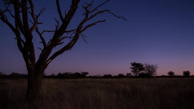 A scenic static sunset / day to night timelapse transition of a dead Acacia tree with the Milky Way twisting through a dark landscape scene and the moon rises to light up the landscape with focus pull
