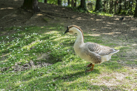 goose alone in the wood