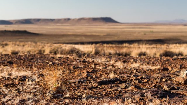 A static timelapse of a Gifbol/Bushman Poison Plant  early in the morning, just after sunrise with the shadow moving across the Karoo landscape, South Africa