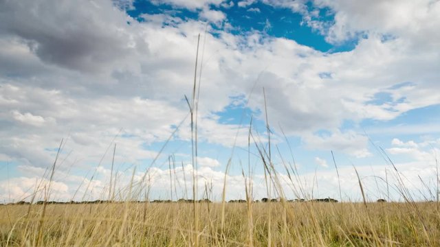 A linear push-in timelapse of a grassland landscape view, moving upwards through the grass with lots of cloud formations against a blue sky and Acaia trees in the far distance available on request.