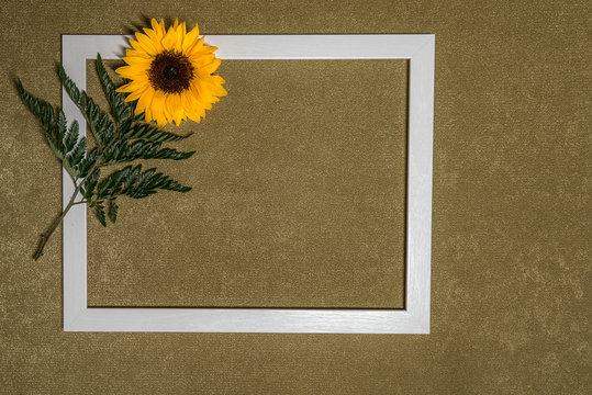 Suflower around a white photo frame