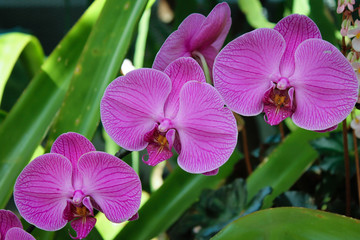 Row of Orchids