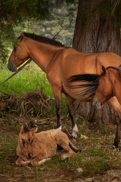 familia equina