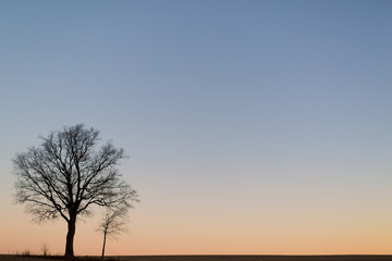 Bare Tree at Sunrise