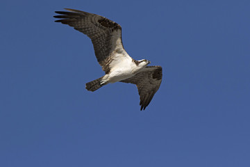 An Osprey (Pandion haliaetus) soaring under a blue sky looking for food in the Gulf of Mexico near St. Pete Beach, Florida.