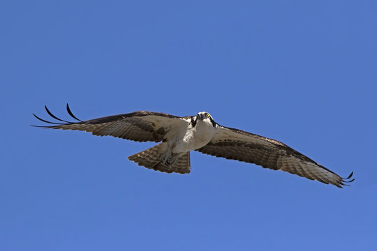 An Osprey (Pandion haliaetus) soaring under a blue sky looking for food in the Gulf of Mexico near St. Pete Beach, Florida.