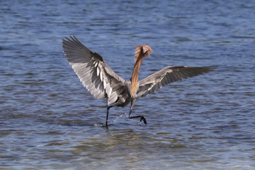 Reddish Egret ( Egretta rufescens) 