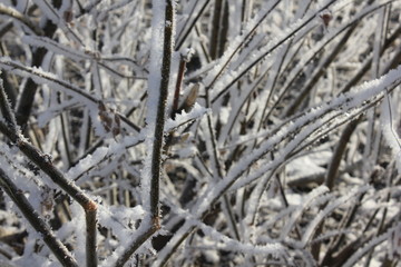 Snow-covered and frozen shrubbery 303405