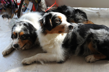 Australian Shepherd at dog show, Moscow...