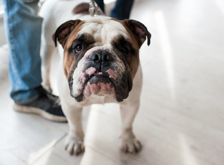 English Bulldog at dog show, Moscow.