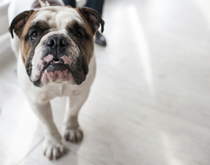 English Bulldog at dog show, Moscow.