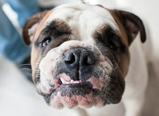 English Bulldog at dog show, Moscow.