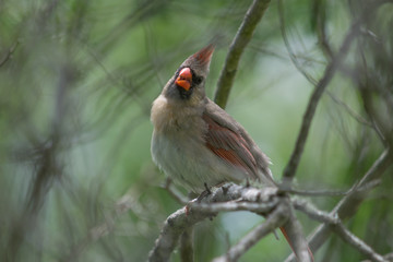 Female Cardinal