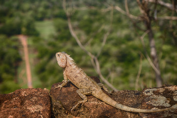 Chameleon at Sigiriya