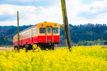 菜の花と列車