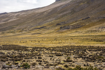 Alpacas grazing in southern Peru