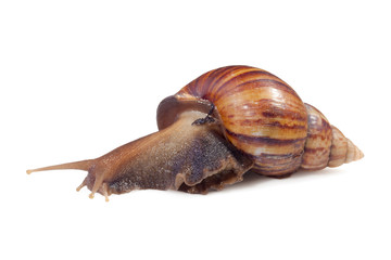 A Garden Snail (Cornu aspersum) isolated on a white background with clipping path.