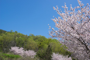 Naklejka premium 桜 新緑 青空背景