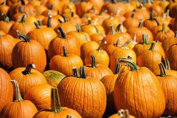 pumpkins on the farm field in harvest season