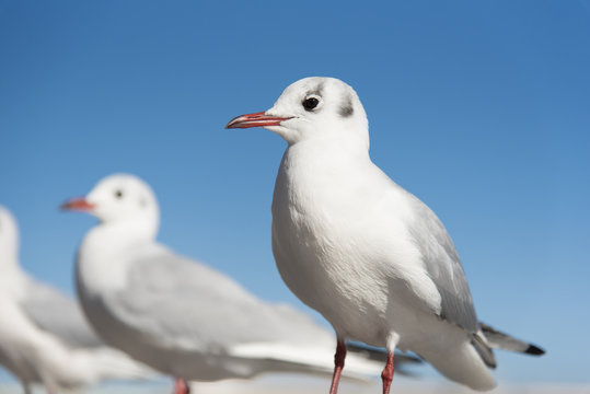 White Seagull birds
