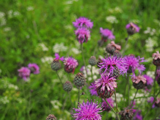 Brown knapweed in the meadow