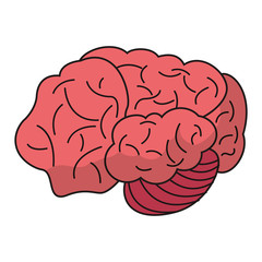 brain idea human organ vector illustration eps 10