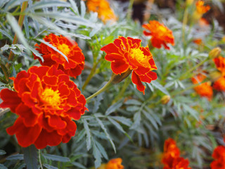 Summer background with blooming marigold flowers.