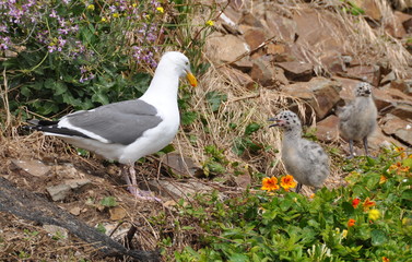 Seagull Looking at Baby