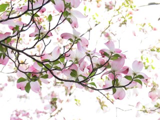Pink dogwood tree blooming with pink flowers