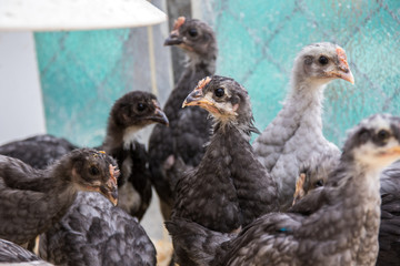Augsburger Huhn