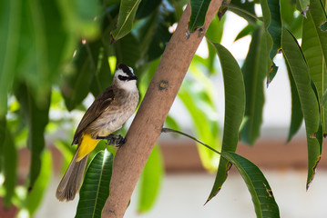Yellow-vented Bulbul sitting on mango tree brunch