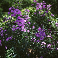 Fototapeta premium Aster amellus. Beautiful violet flowers garden.
