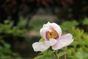 Luoyang Peony A world
