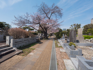 Japanese tomb and Cherry blossoms
