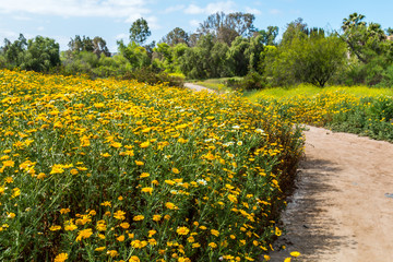 Obraz premium A trail bordered by yellow and white daisies in the springtime. 