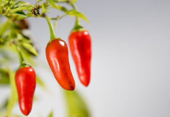 Garden Chillies