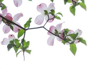  Pink Dogwood flower